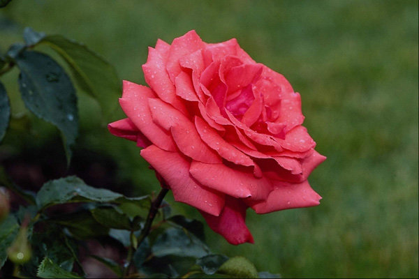 تولیدکنندگان گل تزئینی تسهیلات ۹ تا ۱۲ درصدی می گیرند