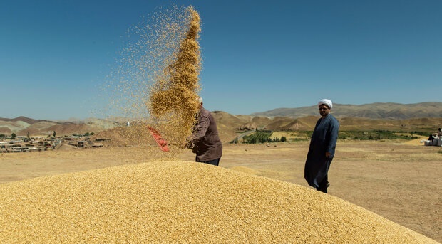 ۸ درصد مطالبات گندمکاران هنوز پرداخت نشده است