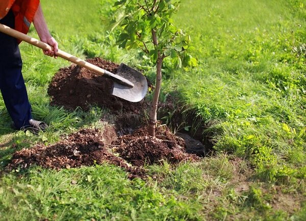 به همت شهرداری تبریز، یک میلیون نهال در تبریز کاشته می‌شود