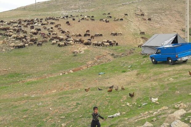 رئیس سازمان عشایر: کوچ عشایر برای جلوگیری از شیوع کرونا یک ماه به تاخیر می‌افتد