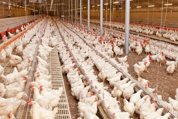 مصرف مرغ با وزن استاندارد باید بین مردم نهادینه شود